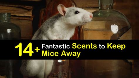 Say Goodbye to Mice with the Magic Touch